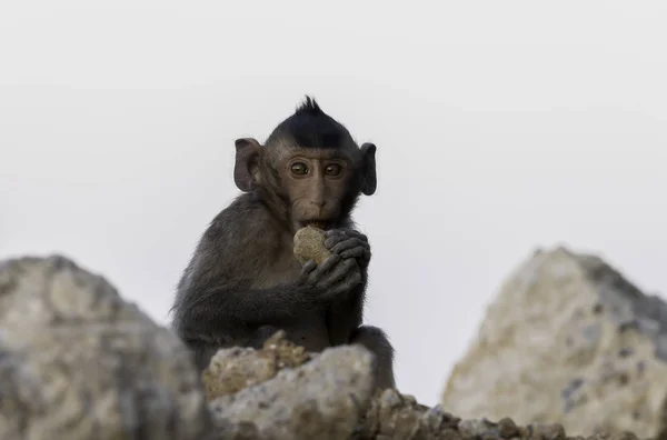 小猴坐在岩石上吃石头 — 图库照片