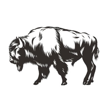 Buffalo - Amerikan bizonu