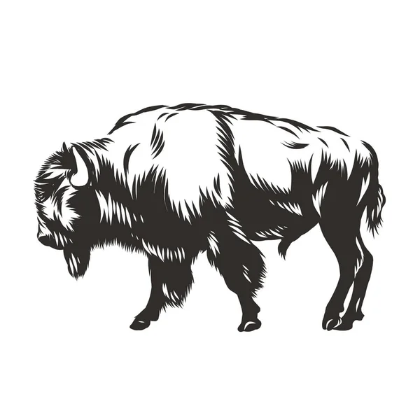 Büffel - amerikanischer Bison — Stockvektor