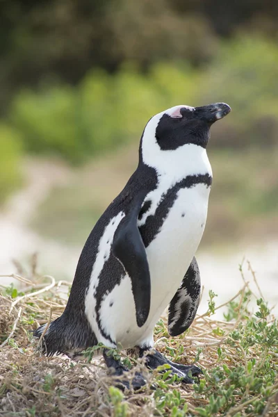 ビーチでのアフリカのペンギン — ストック写真