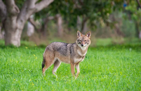 Chacal en el bosque Imágenes de stock libres de derechos