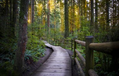 Forest park yolu