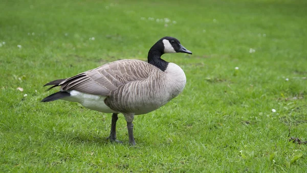 Wild goose standing on grass — Stock Photo, Image