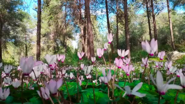 Весна цветы в лесу — стоковое видео