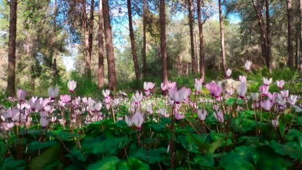 Spring flowers in woods — Stock Video