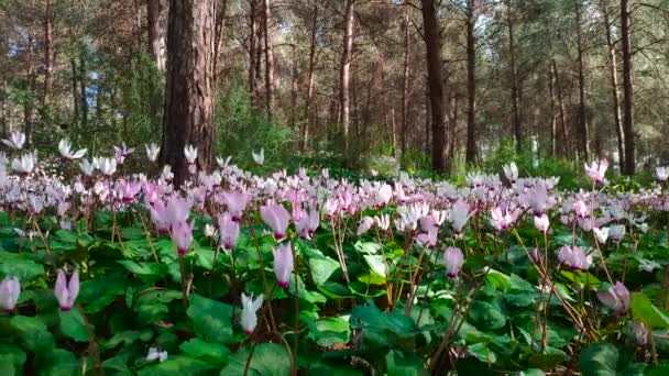 Vårblommor i skogen — Stockvideo