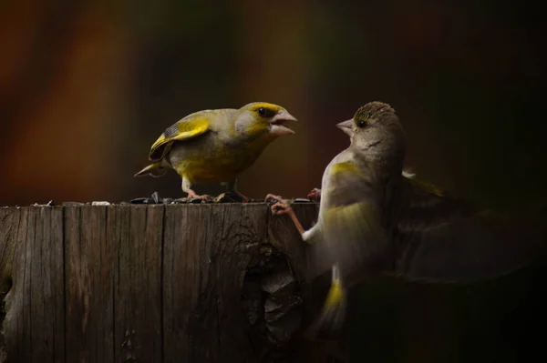 Genel ispinoz (Carduelis chloris) bir yurkayı (Fringilla montifringilla) bir kütük üzerinde bir ormandaki yiyecekten uzaklaştırır.