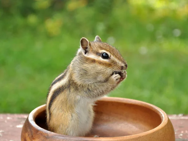 Wildes Streifenhörnchen Wald Auf Dem Land Zeigt Vertrauen Und Geselligkeit — Stockfoto