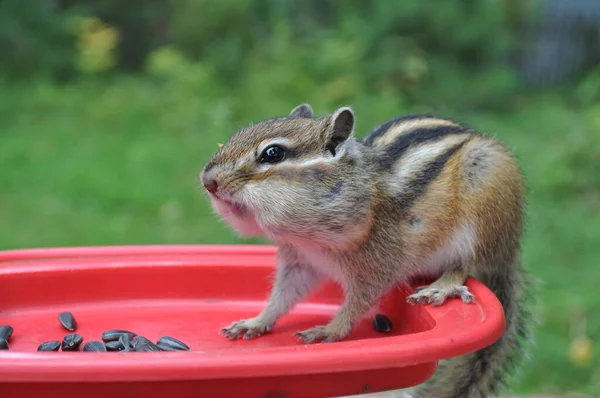 Wild Chipmunk Forest Country Shows Trust Sociability — Stock Photo, Image