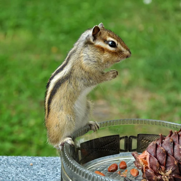 Wild Chipmunk Forest Country Shows Trust Sociability — Stock Photo, Image