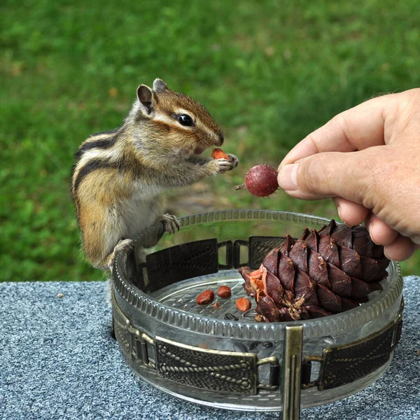 Wild Chipmunk Forest Country Shows Trust Sociability — Stock Photo, Image