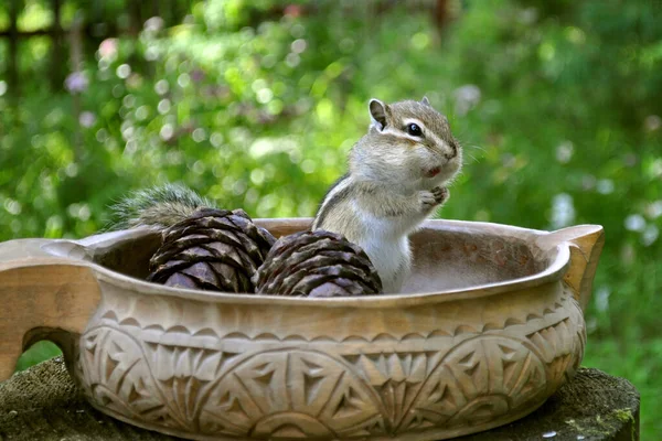 Wildes Streifenhörnchen Wald Auf Dem Land Zeigt Vertrauen Und Geselligkeit — Stockfoto