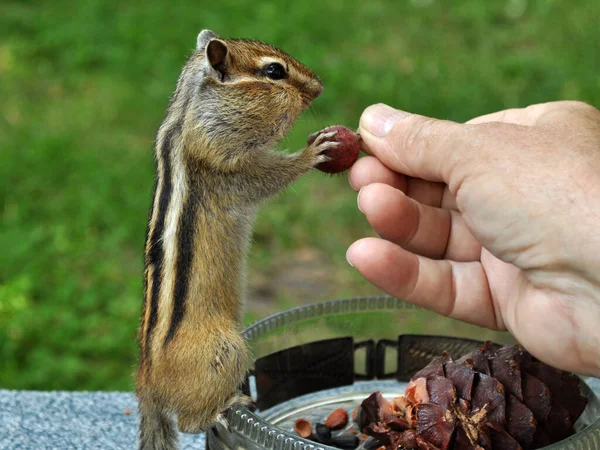 Wild Chipmunk Forest Country Shows Trust Sociability — Stock Photo, Image