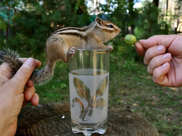 Wild Chipmunk Forest Country Shows Trust Sociability — Stock Photo, Image