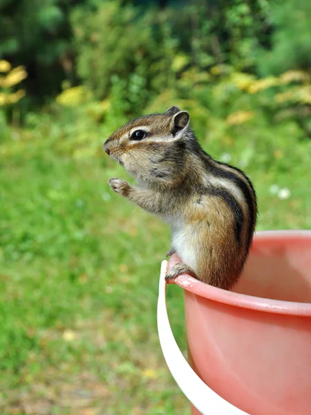 Wild Chipmunk Forest Country Shows Trust Sociability — Stock Photo, Image