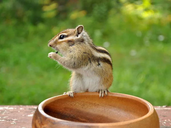 Wild Chipmunk Forest Country Shows Trust Sociability — Stock Photo, Image