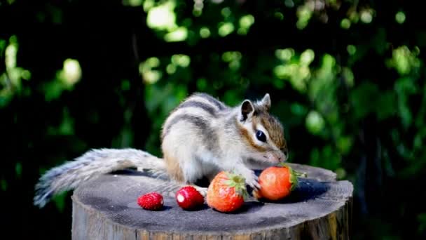 Věrný Společenský Divoký Chipmunk Pařezu Lese Chalupy — Stock video