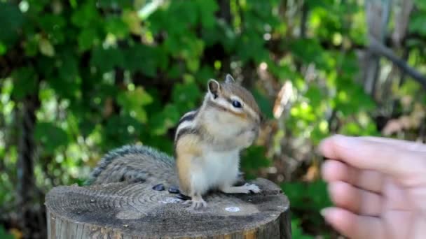 Věrný Společenský Divoký Chipmunk Pařezu Lese Chalupy — Stock video