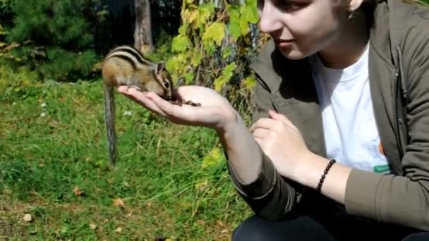 这个女孩在乡间的树林里喂着一只易受骗的野生花栗鼠 — 图库视频影像