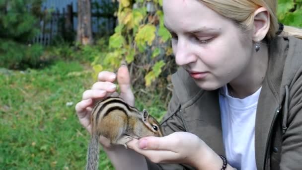 Girl Feeds Wild Gullible Chipmunk Woods Country — Stock Video