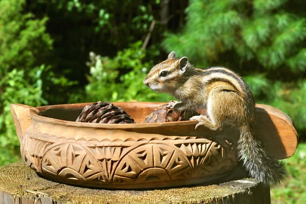 Wilde Leichtgläubige Und Gesellige Streifenhörnchen Auf Einem Baumstumpf Auf Einer — Stockfoto