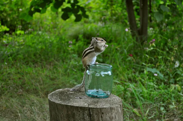 国内の森の中の花瓶にスタンプ上の野生の可溶性と社交性のチプムンク — ストック写真