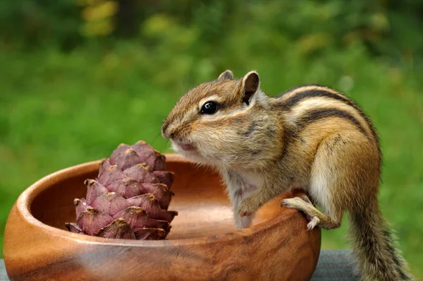 Wilde Leichtgläubige Und Gesellige Streifenhörnchen Auf Einem Baumstumpf Auf Einer — Stockfoto