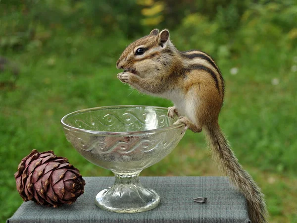 Wilde Leichtgläubige Und Gesellige Streifenhörnchen Auf Einem Baumstumpf Auf Einer — Stockfoto