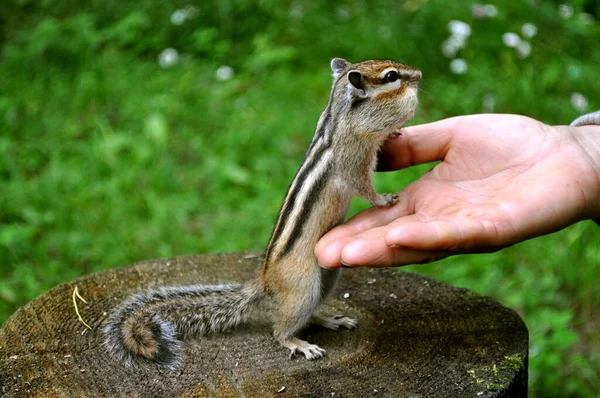 Chipmunk Sauvage Crédule Sociable Visite Constamment Une Maison Campagne Dans — Photo