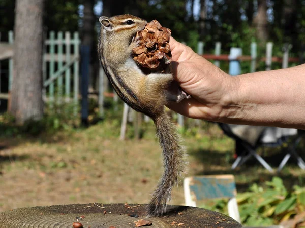 Chipmunk Sauvage Crédule Sociable Visite Constamment Une Maison Campagne Dans — Photo