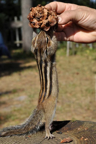 Wild Gullible Sociable Chipmunk Constantly Visits Country House Forest — Stock Photo, Image