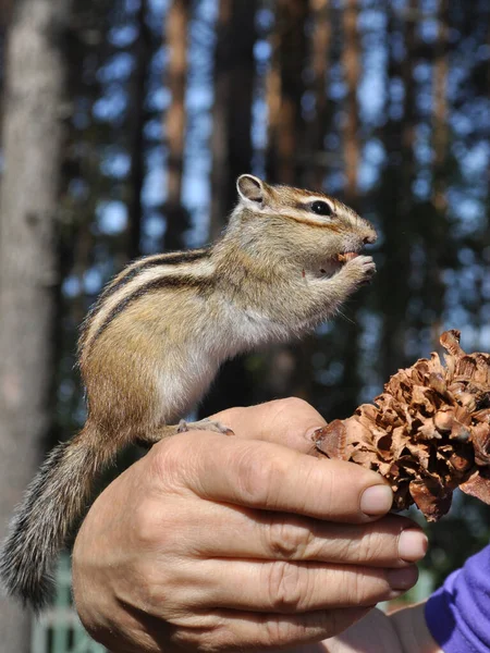 Chipmunk Sauvage Crédule Sociable Visite Constamment Une Maison Campagne Dans — Photo