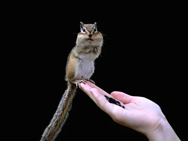 Wild Gullible Sociable Chipmunk Constantly Visits Country House Forest — Stock Photo, Image