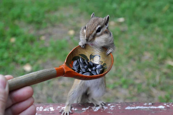 Wild Chipmunk Holds Spoon Seeds Indignant Being Pushed — Stock Photo, Image