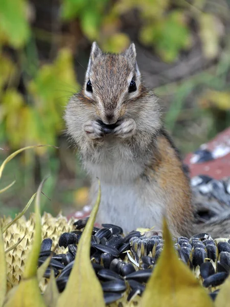 다람쥐는 해바라기 해바라기씨를 먹는다 — 스톡 사진