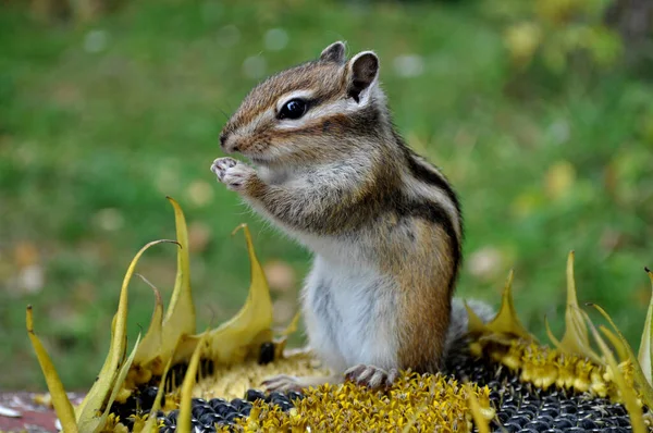 Wildes Streifenhörnchen Sitzt Auf Einer Sonnenblume Und Isst Sonnenblumenkerne — Stockfoto