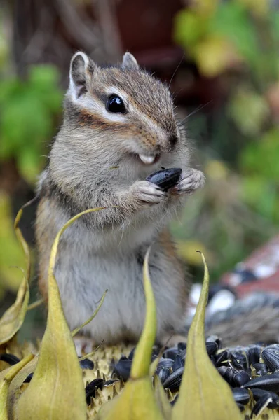 다람쥐는 해바라기 해바라기씨를 먹는다 — 스톡 사진