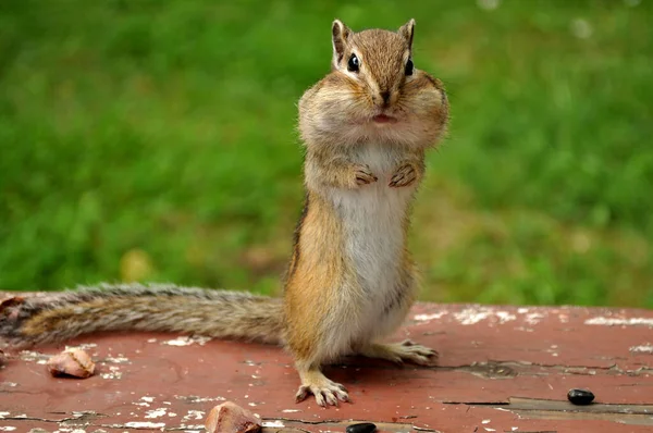 다람쥐는 뒷다리에 카메라 렌즈를 들여다보고 로열티 프리 스톡 사진
