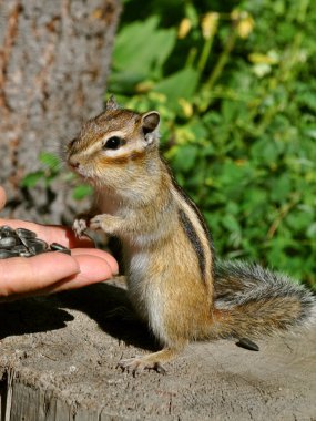 Vahşi, saf sincap insan eliyle besleniyor. Film Rusya 'da, Batı Sibirya' da Tomsk şehrinin altındaki köyde çekildi..
