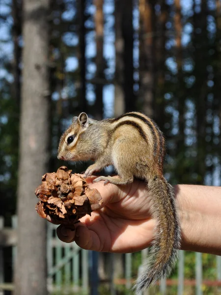 Esquilo Selvagem Toma Cone Cedro Uma Mão Pessoas Quadro Foi — Fotografia de Stock