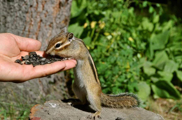 Wilde Leichtgläubige Streifenhörnchen Ernähren Sich Aus Menschenhand Das Bild Entstand — Stockfoto