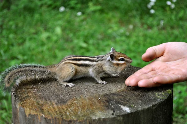 Wild Gullible Chipmunk Feeds Hand Man Picture Made Russia West — Stock Photo, Image