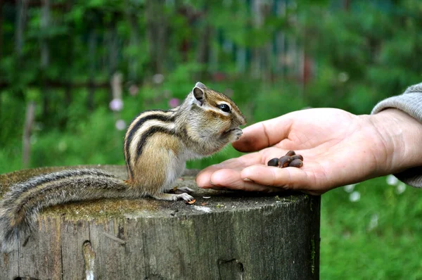 Wilde Leichtgläubige Streifenhörnchen Ernähren Sich Aus Menschenhand Das Bild Entstand — Stockfoto