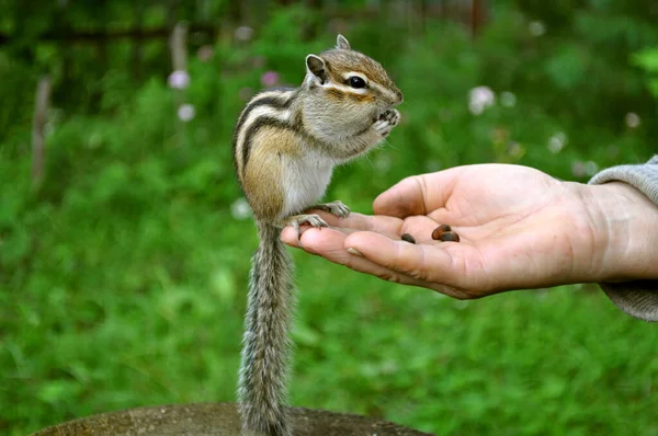 Wilde Leichtgläubige Streifenhörnchen Ernähren Sich Aus Menschenhand Das Bild Entstand — Stockfoto