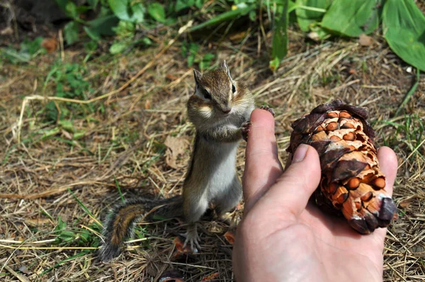 Wild Chipmunk Takes Cedar Cone Persons Hand Picture Made Russia — Stock Photo, Image