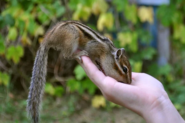 날다람쥐는 사람의 손에서 먹이를 먹는다 사진은 러시아 시베리아에 톰스크 마을에서 로열티 프리 스톡 사진