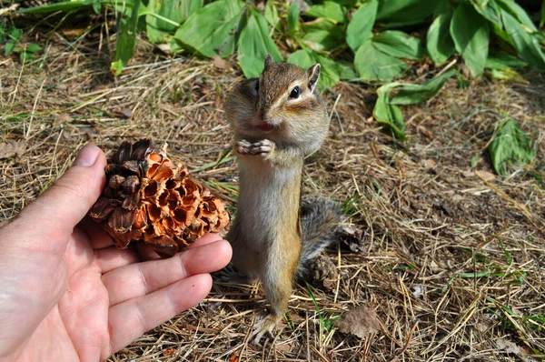 다람쥐는 사람의 손에서 원추체를 빼앗는다 사진은 러시아 시베리아에 톰스크 마을에서 스톡 사진