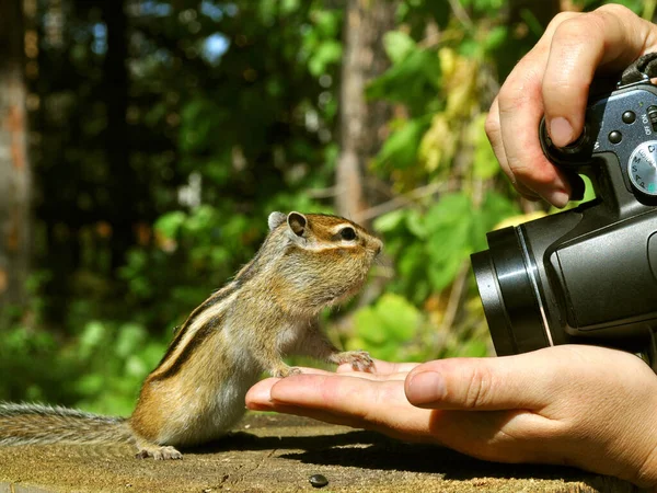 Esquilos Crédulos Selvagens Comem Sementes Olham Para Lente Câmera — Fotografia de Stock