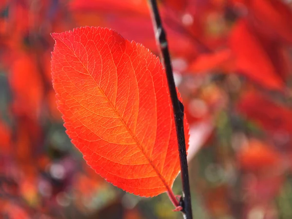 Bright red autumn chokeberry leaf in bright light closeup