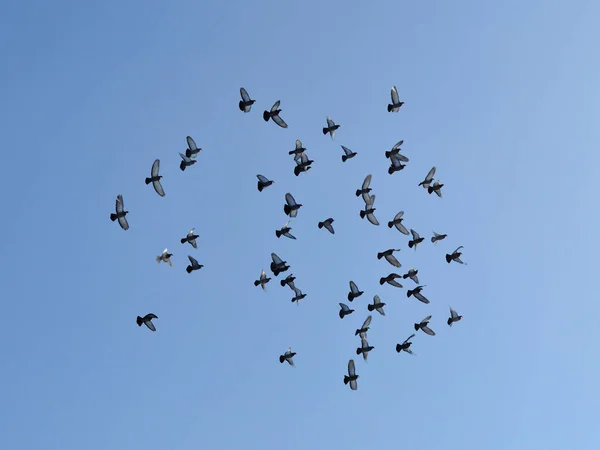 Troupeau Pigeons Fuite Contre Ciel Bleu — Photo